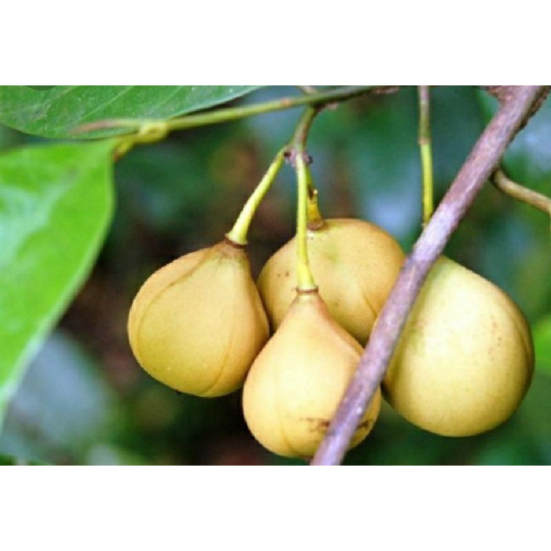 

Buah pala segar masih sama cangkang nya