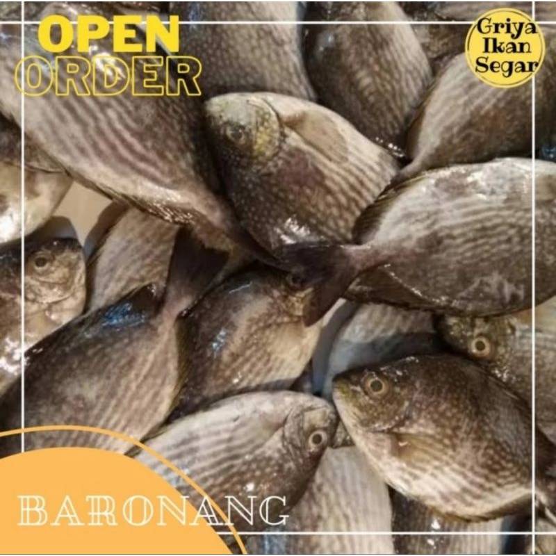 

Ikan Baronang Fresh