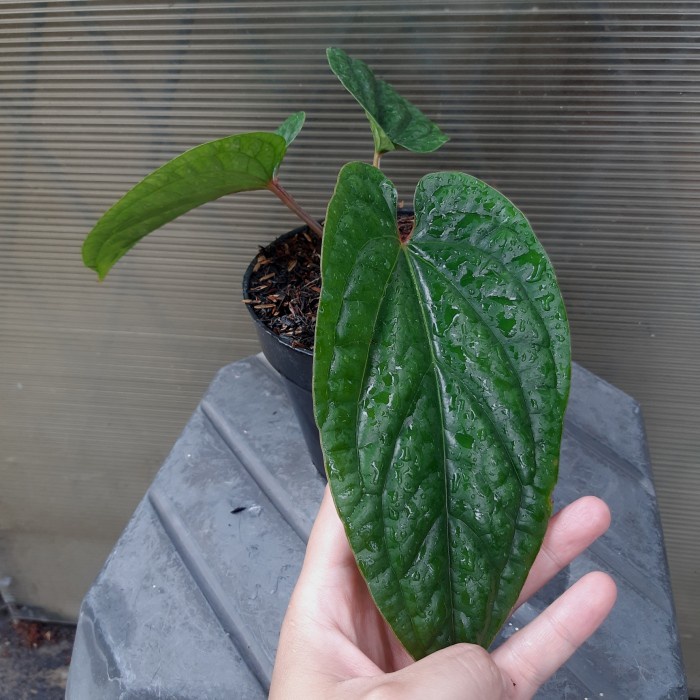 MUST HAVE ANTHURIUM SIRIH KERATON ( SPLIT ) TERLARIS