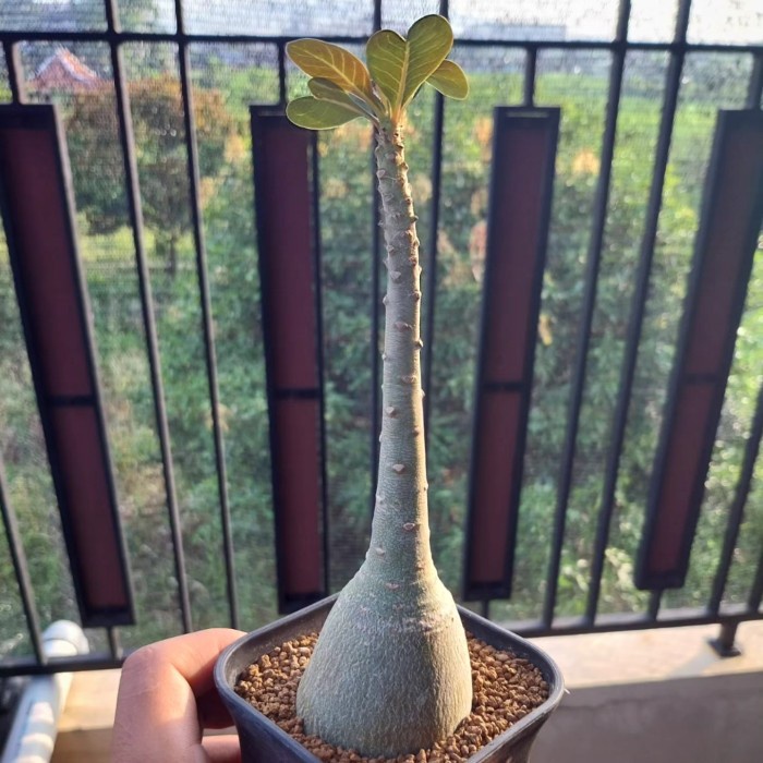 HOT SALE ADENIUM SOCOTRANUM TANAMAN HIAS CAUDEX IMPOR ASLI LANGKA TERBARU