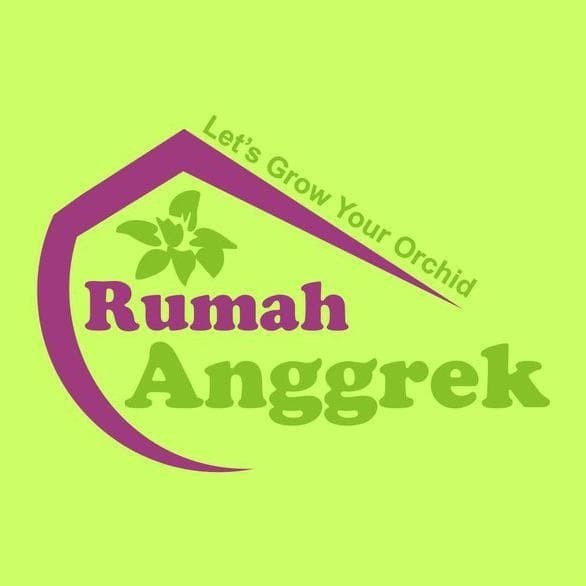 PROMO RHYNCHOLAELIA GLAUCA SPESIES ANGGREK BRASSAVOLA CATTLEYA BIBIT LANGKA TERLARIS