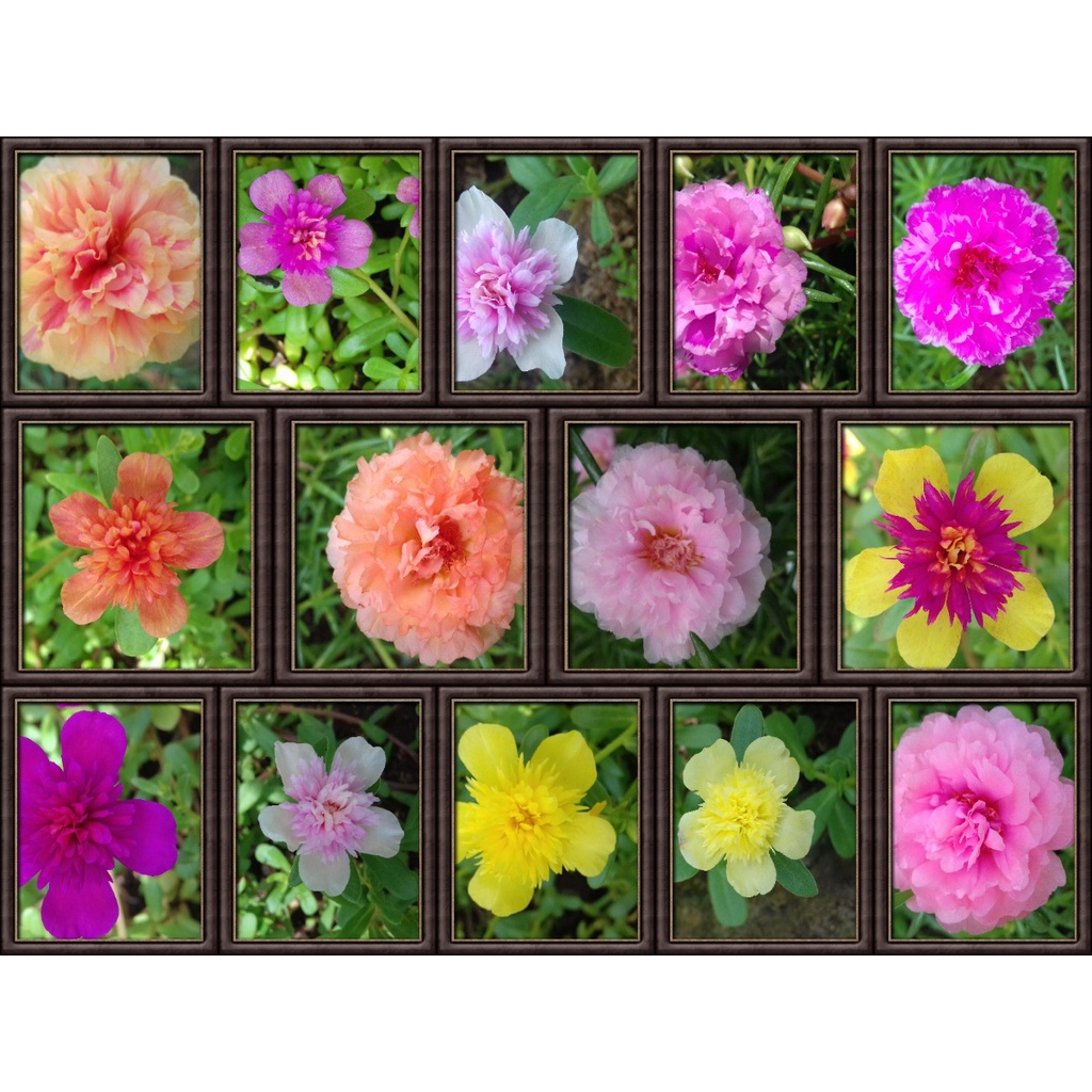 BIBIT BUNGA KROKOT WARNA WARNI KROKOT TUMPUK PER WARNA 7 STEK / MIX  12 WARNA