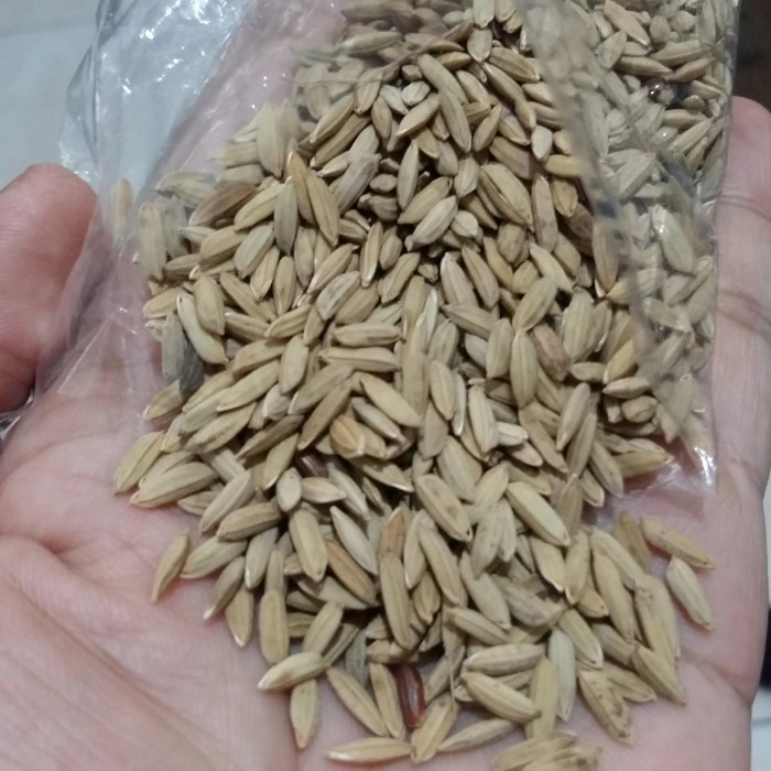 GABAH PADI BERAS MERAH 25KG