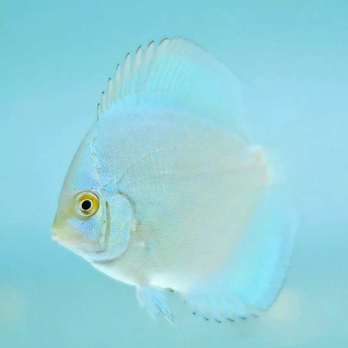 Baby Discus blue diamond 2inch