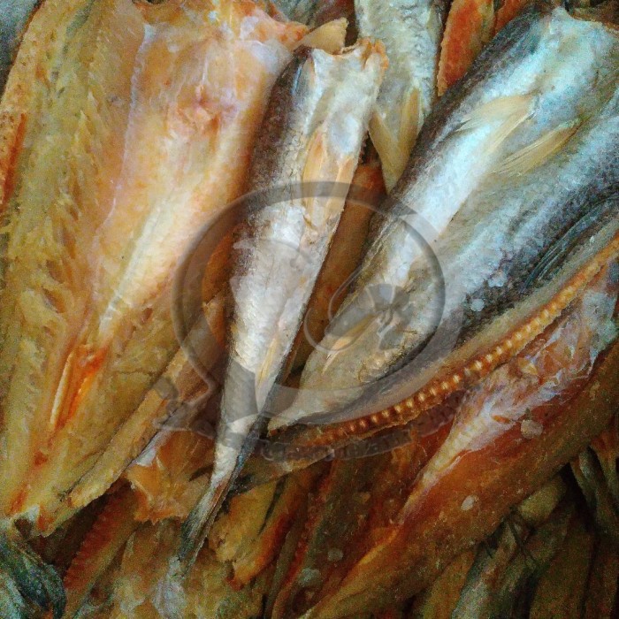 

Jual Ikan Asin Bloso per kg