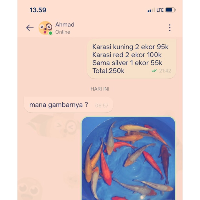 FLASH SALE PAKET MURAH IKAN KOI 5 EKOR SIZE 15-17CM TERMURAH