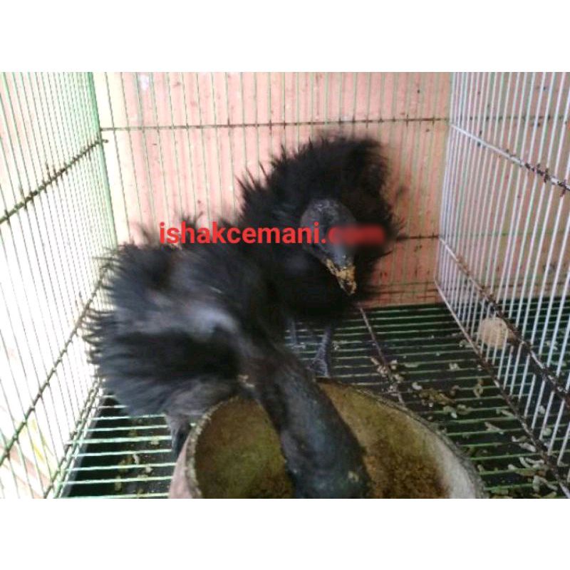 Anak Ayam Cemani Walik  Wajib Baca Diskripsi