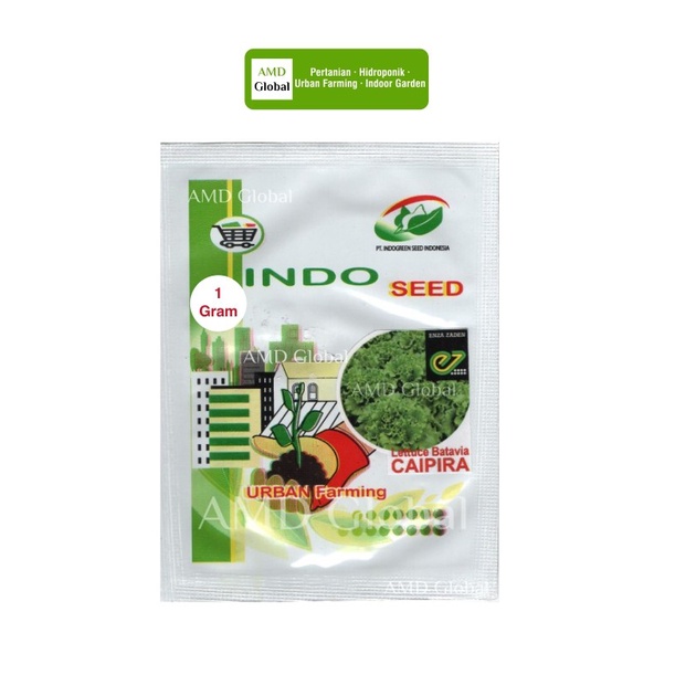 TERMURAH Benih Selada Caipira / Lettuce Batavia Caipira Enza Zaden EZ Indogreen /GUNTING DAHAN/BIBIT