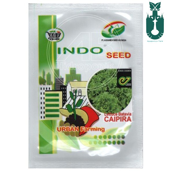 Benih bibit Selada Caipira 1 gr Indoseed Enza Zaden