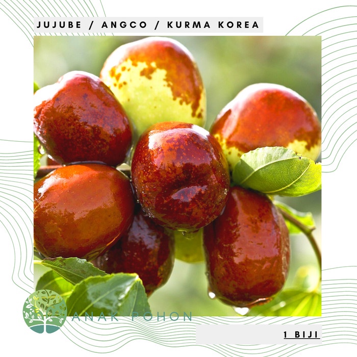 Benih Bibit Biji - Buah Jujube Angco Kurma Korea Kurma China Seeds