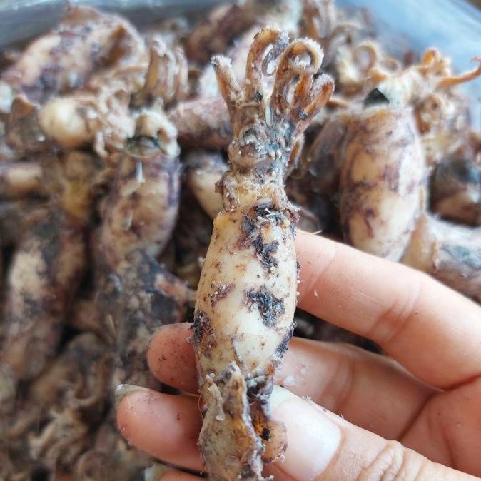 

cumi besar montok 250gr Pku
