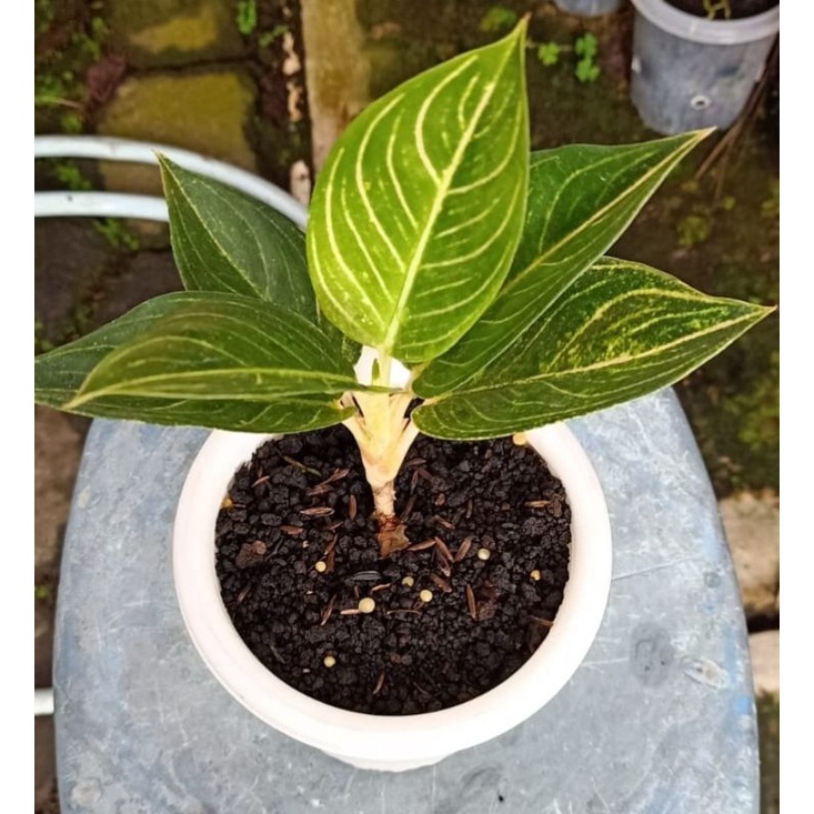 aglonema queen of siam(qos)