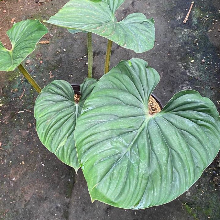 Bestseller Philodendron Plowmanii Round Form