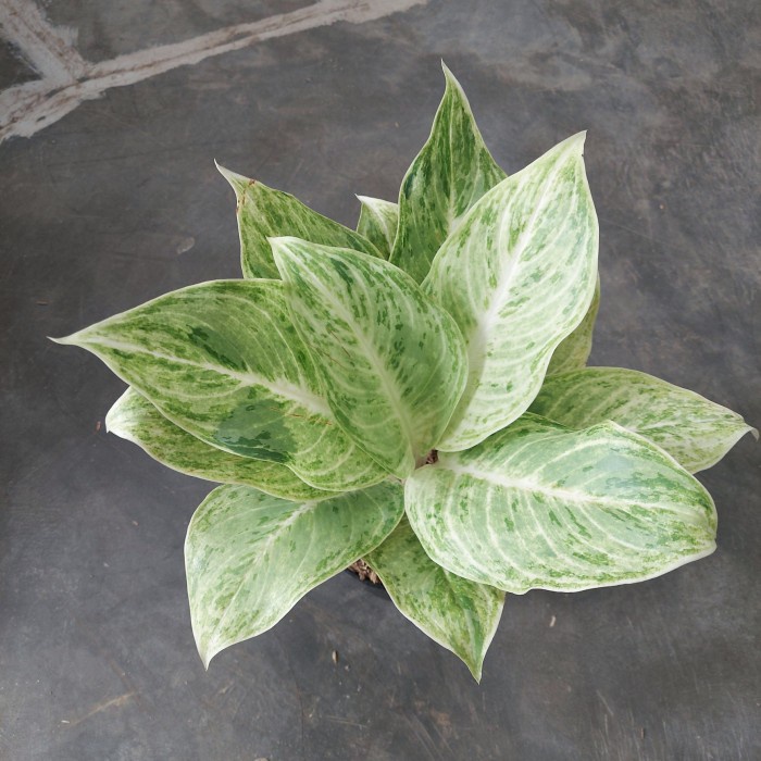 Bestseller Aglonema Silver Queen