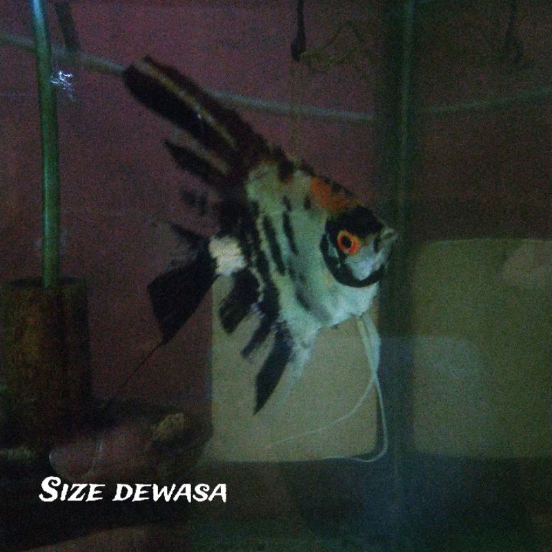 PAKETAN 5 EKOR MANFISH THREECOLOR / PAKETAN IKAN MANFISH 3 WARNA / MANFISH TRICOLOR / ANGELFISH 3 CO