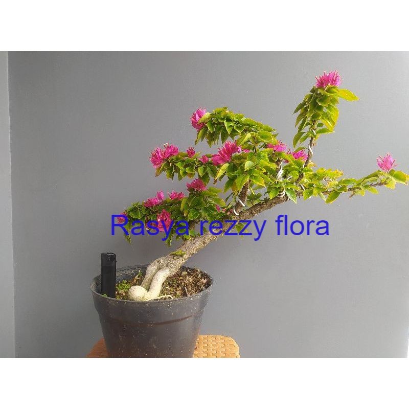 TANAMAN HIAS BUGENVIL BUNGA KERTAS BONSAI SINGAPORE - BAHAN BONSAI