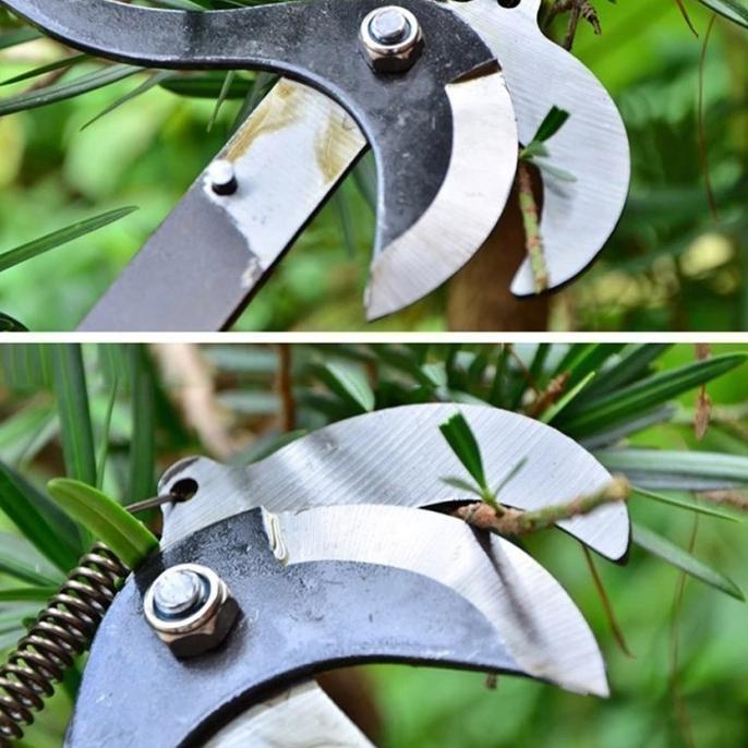 

Gunting Ramban Dp Kualitas Premium