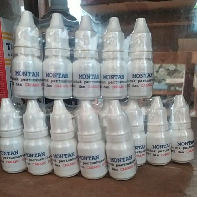 ] Terlaris montan/ penumbuh keiki atau bakal spike pada anggrek