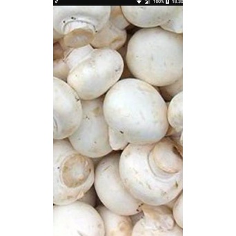 

Flash Sale Jamur kancing 1kg ,.