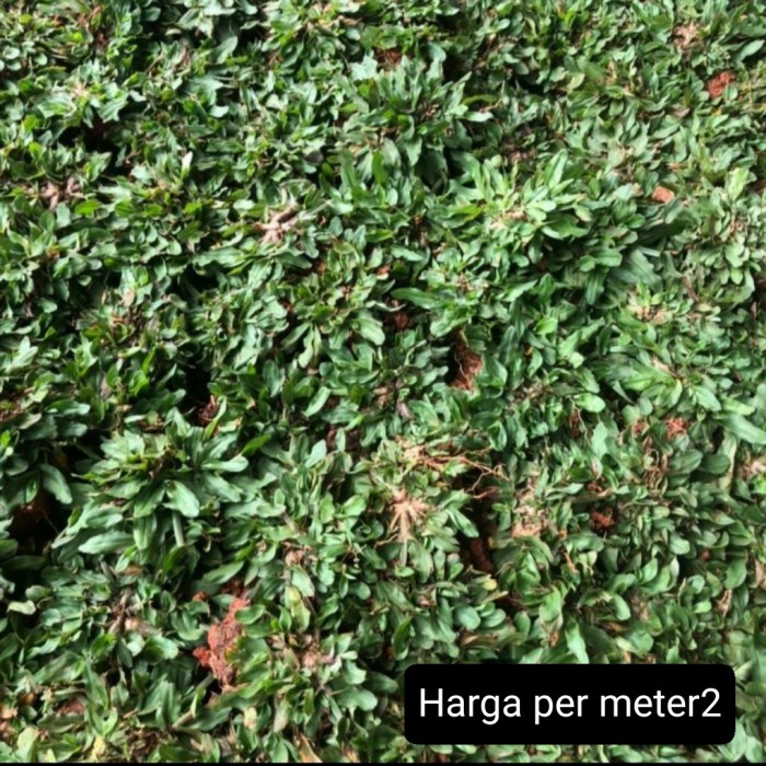 Discount rumput gajah mini /GUNTING DAHAN/BIBIT TANAMAN/HIASAN TAMAN