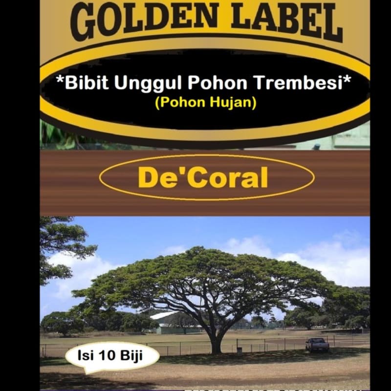 Bibit Unggul Pohon Trembesi Pohon Hujan | Benih Trembesi Pohon Hujan