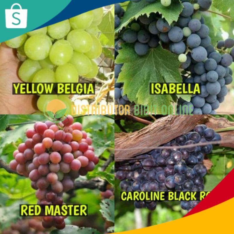 Bibit Anggur 1 Paket Isi 4 Jenis( 4 Jenis Anggur Cepat Berbuah )