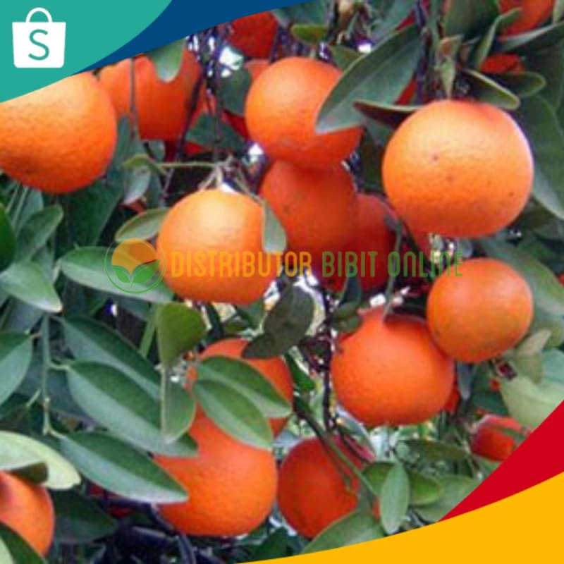 Bibit Tanaman Jeruk Lemon Cui / Bibit Jeruk KIP