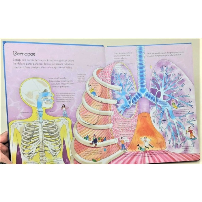 Bagus See Inside Tubuhmu Buku Edukasi Sains Lift The Flap Terjemahan Usborne