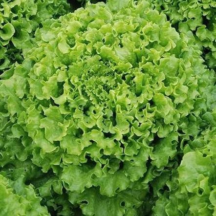 Benih/Bibit Selada/Lettuce Caipira 5 Gr (Indo Seed)