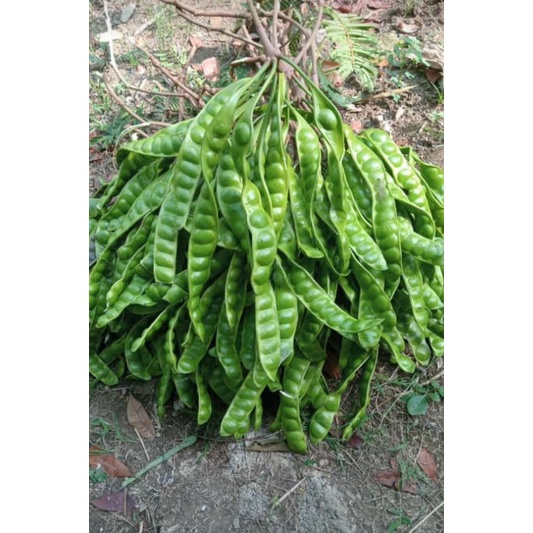

PETAI/PETE SEDANG HARGA MURMER PER PAPAN