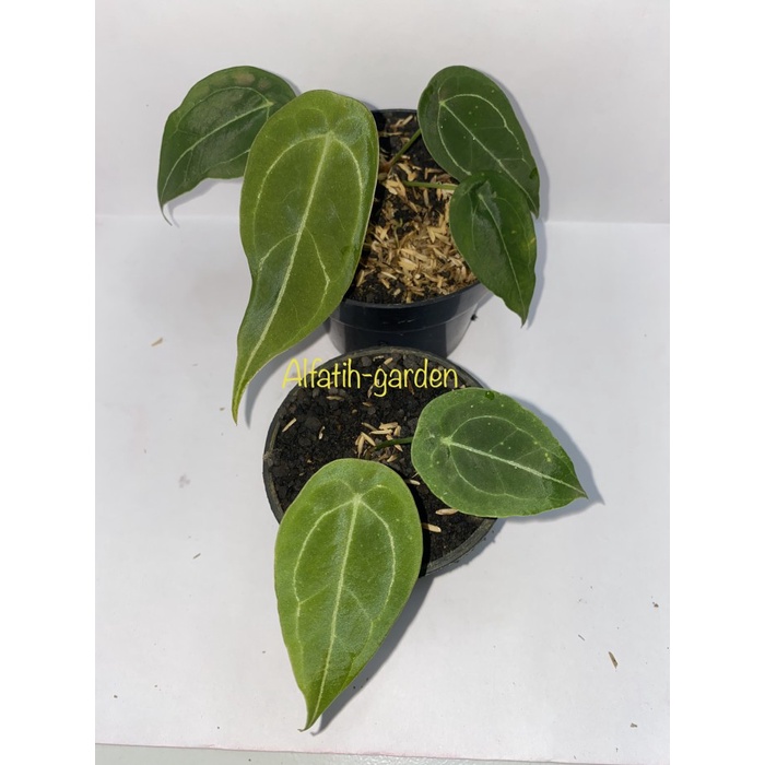 ✨Baru Anthurium Forgetii Dark Original Terbatas