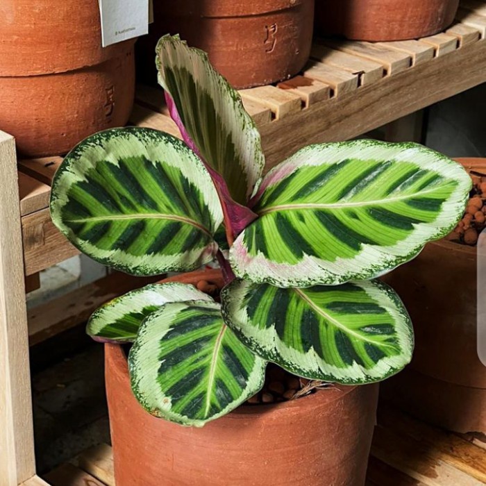 ✨Baru Calathea Angela//Calathea Angela Cantik Berkualitas