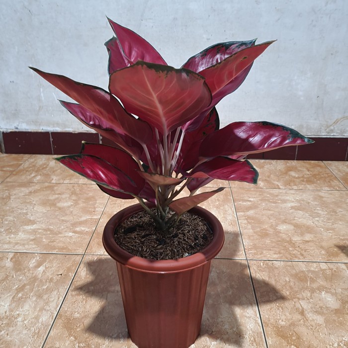 [New Ori] Suksom Jaipong Lokal Induk Terbaru