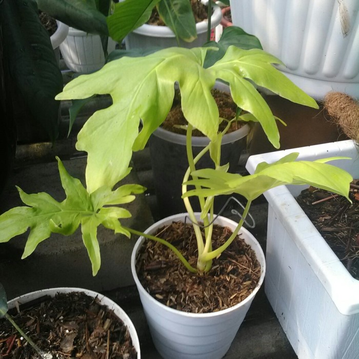 [New Ori] Tanaman Hias Philodendron Golden Finger Warscewiczii Golden Ori Real Berkualitas