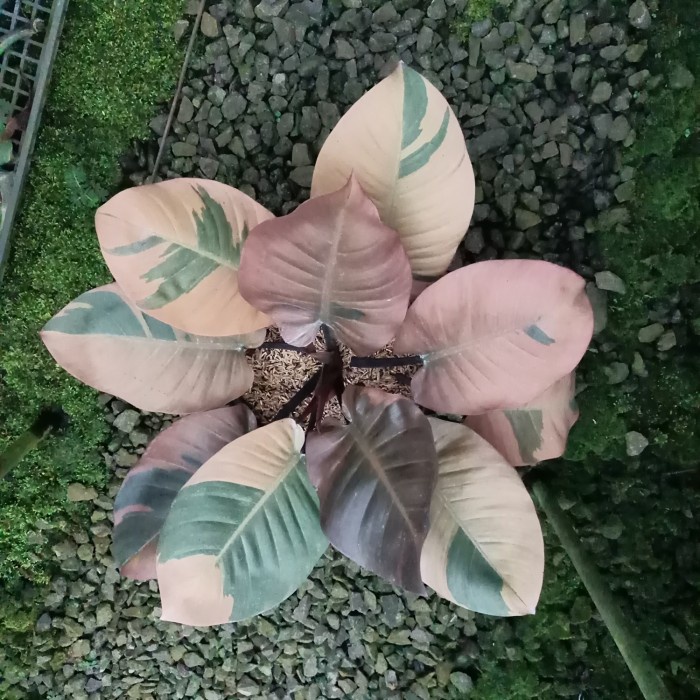 [New Ori] Philodendron Black Cardinal Variegata Induk Terbatas