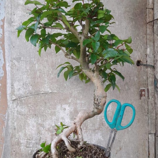 [New Ori] Bahan Bonsai Dewandaru Bibit Dewandaru Sianto Terbatas