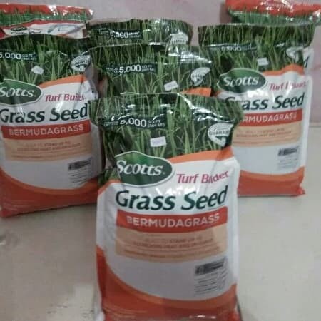 Benih Bibit Biji Rumput Bermuda Grass Seed Untuk Lapangan Sepak Bola