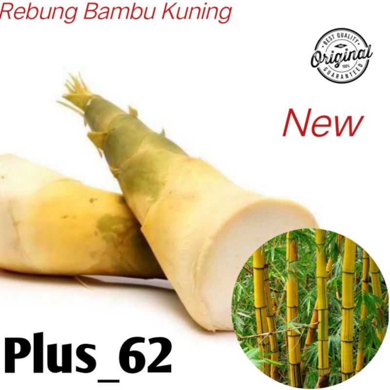 

Hemat sayuran rebung bambu kuning segar/rebung muda herbs organik