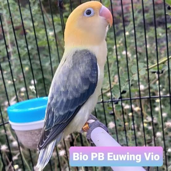 Promo Lovebird Biola Pb Ewing/Burung Lovebird