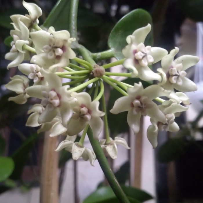 BIBIT TANAMAN HOYA AUSTRALIS WANGI