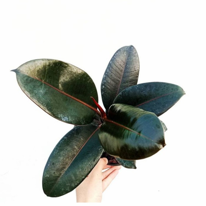 TANAMAN HIAS FICUS ELASTICA BURGUNDY - KARET KEBO BURGUNDY