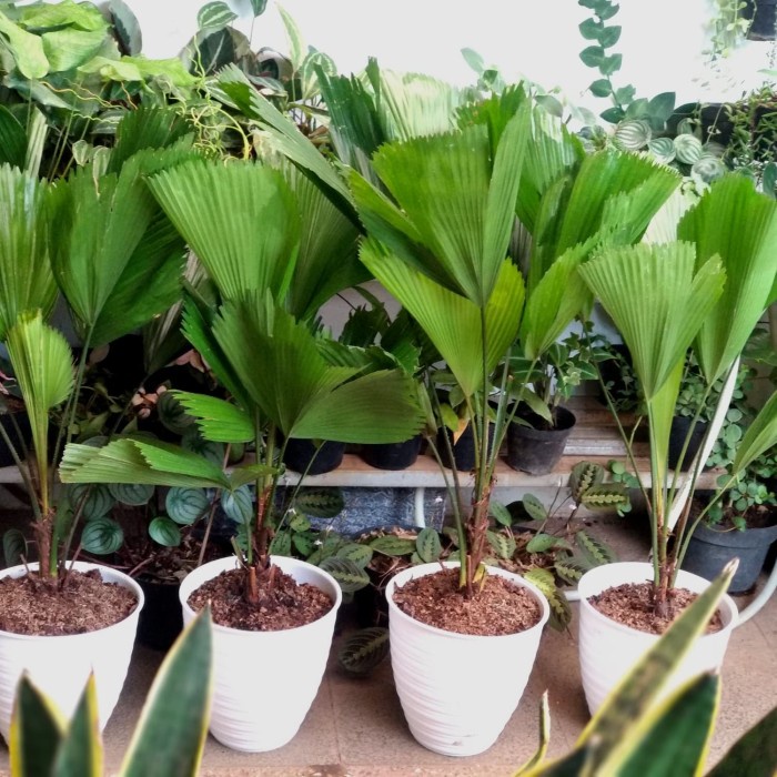TANAMAN HIAS PALEM KIPAS / PALM KIPAS / TANAMAN PALEM