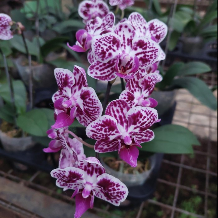 Anggrek Bulan Mini Putih Bintik Merah