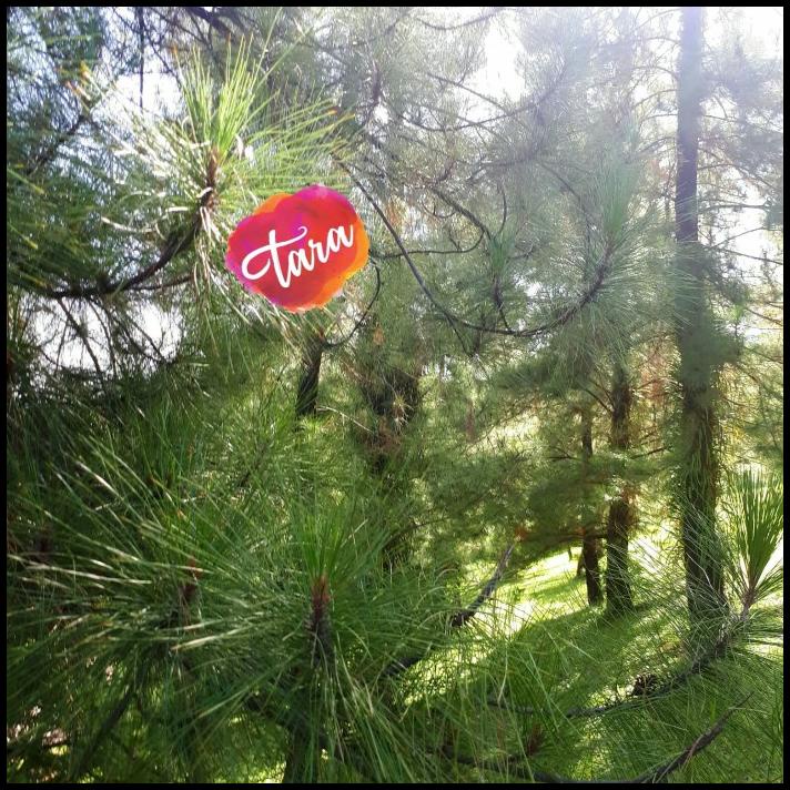 

GRATIS ONGKIR DAUN PINUS SEGAR ASLI DARI GUNUNG 500GRAM