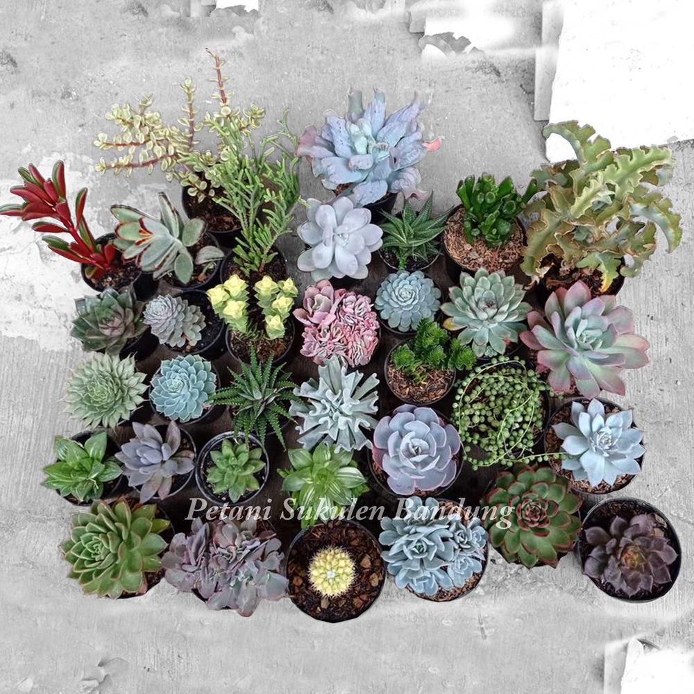 Promo PAKET KAKTUS cactus JUMBO Sekulen Sukulen GRATIS POT & Media tanaman hias hidup *bukan plastik