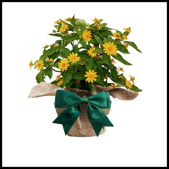 

BEST DEAL PARSEL BUNGA BUTTER DAISY EKONOMIS !!!