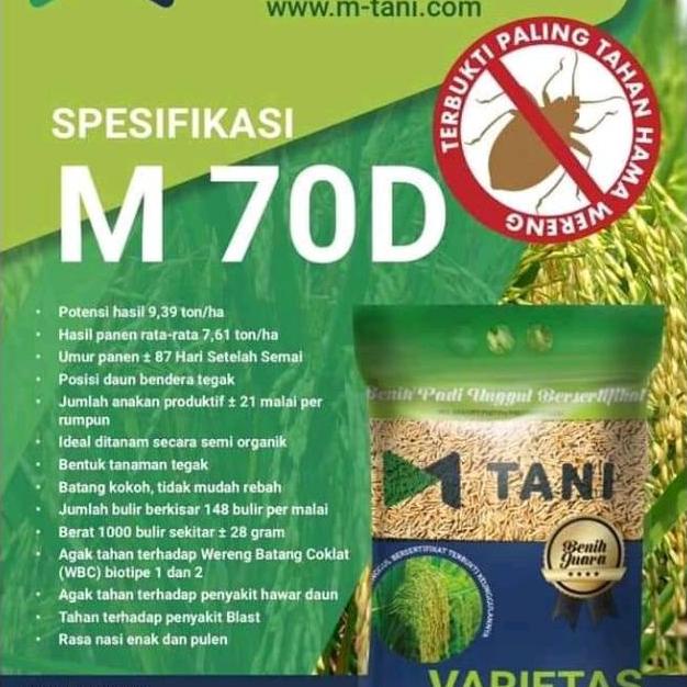 New Bibit padi m70d m70 asli m tani