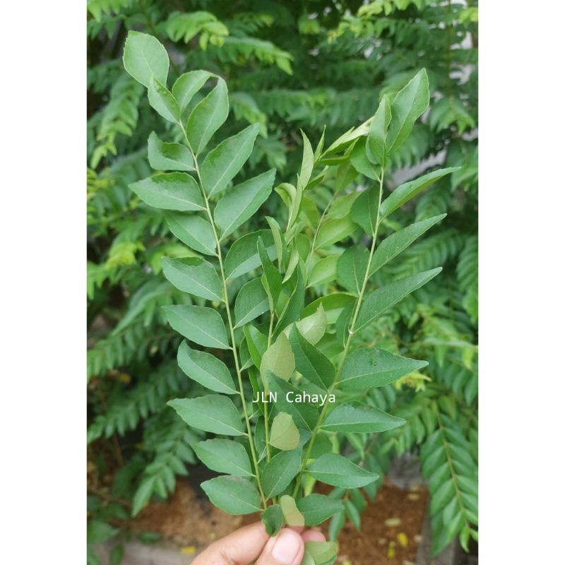 

DAUN KARI / SALAM KOJA ~ SEGAR BARU DIPETIK