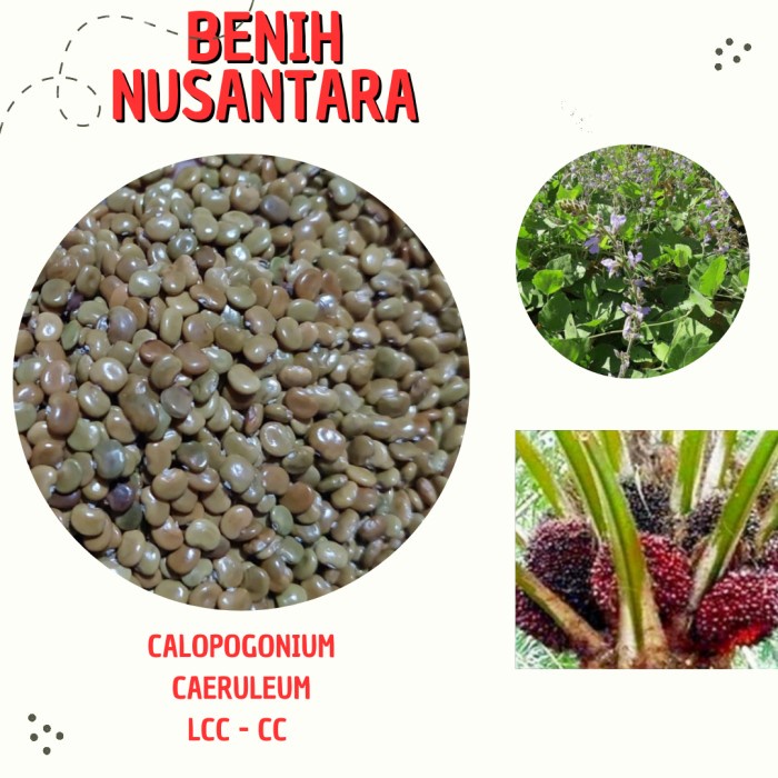 Kacangan - Calopogonium Caeruleum - Legume Cover Crops - Lcc Cc - 1000