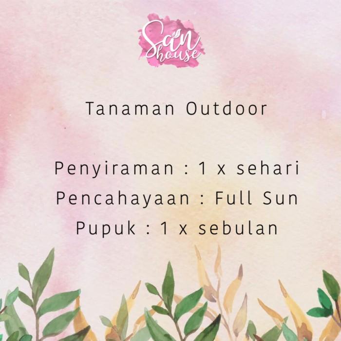 Pohon Natal Hidup | Cemara Norfolk | Tinggi 1 Meter